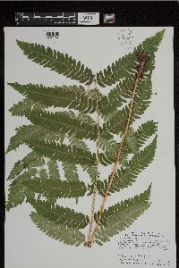 Media resource of Dryopteris goldiana