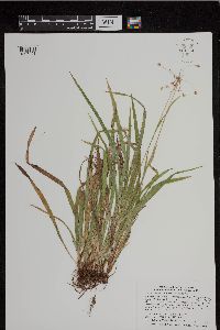 Luzula acuminata image