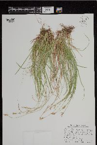 Carex peckii image