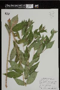 Media resource of Lithospermum latifolium