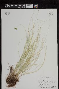 Carex radiata image