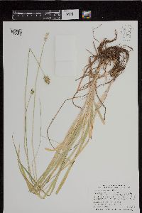 Carex cephaloidea image