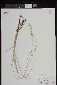 Carex buxbaumii image