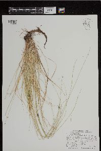 Carex radiata image