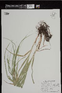 Carex sparganioides image