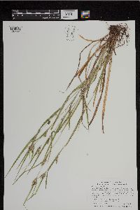 Carex grisea image