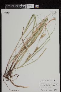 Carex laeviconica image