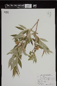 Salix serissima image
