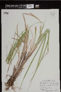 Carex utriculata image