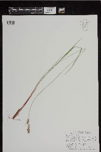 Carex buxbaumii image