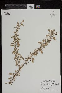 Berberis thunbergii image