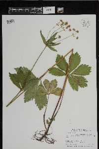 Sanicula marilandica image