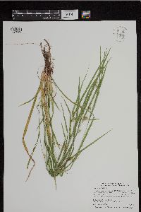 Carex grisea image