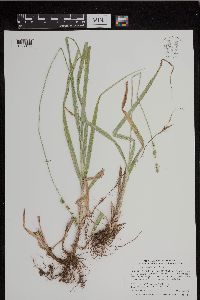 Carex sparganioides image