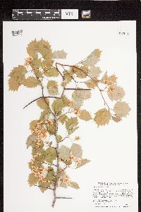 Crataegus macrosperma image