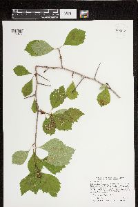 Crataegus punctata image