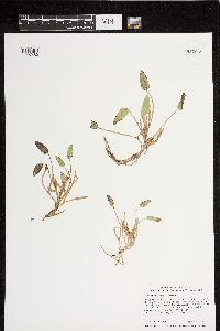 Media resource of Heteranthera limosa