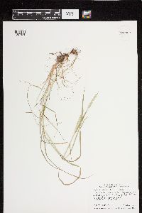 Alopecurus aequalis image