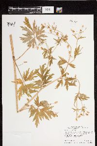 Ranunculus pensylvanicus image