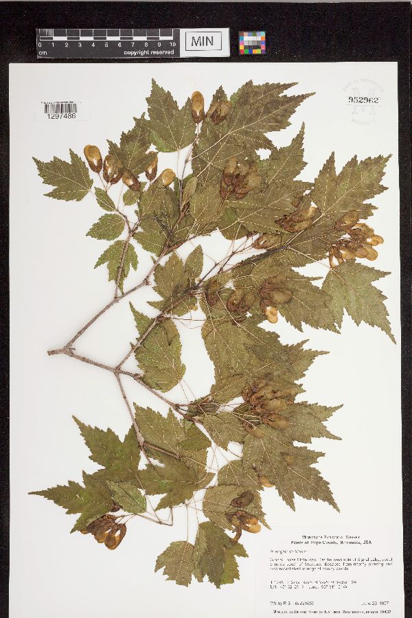 Acer ginnala image