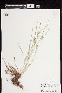 Carex laeviconica image