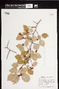 Crataegus macrosperma image