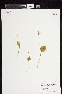 Image of Malaxis unifolia