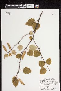 Betula cordifolia image