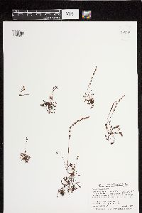 Drosera intermedia image