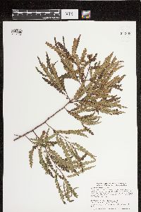 Comptonia peregrina image