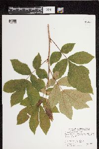 Carya cordiformis image
