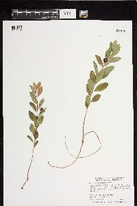 Geocaulon lividum image