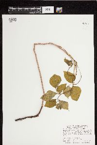 Toxicodendron rydbergii image