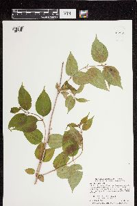 Diervilla lonicera image
