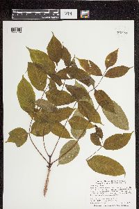 Fraxinus nigra image