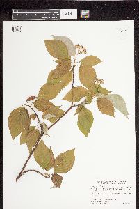 Cornus alternifolia image