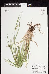 Carex grisea image