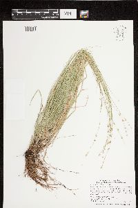 Carex radiata image