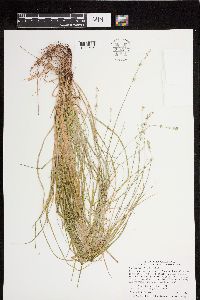 Carex radiata image