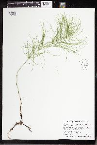 Equisetum pratense image