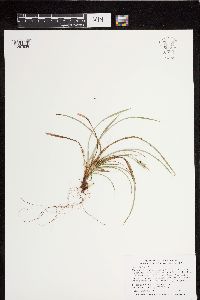 Carex backii image