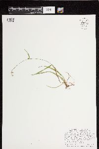 Luzula multiflora image