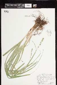 Carex sparganioides image