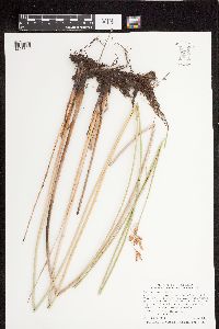 Schoenoplectus heterochaetus image