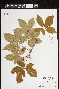 Parthenocissus quinquefolia image