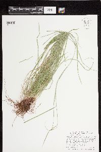 thumbnail image of current specimen