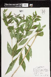 Lithospermum latifolium image