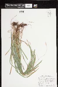 Carex hirtifolia image