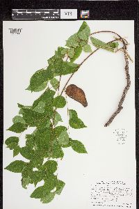 Gymnocladus dioicus image