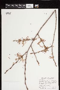 Ulmus americana image